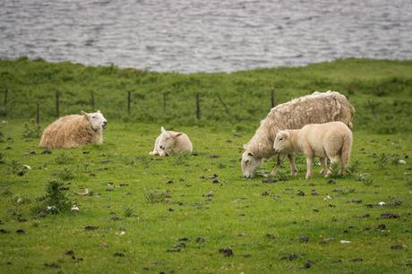 Loch Harport Escocia. Isla de Skye