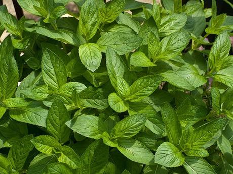 Un producto Herbolario: Menta