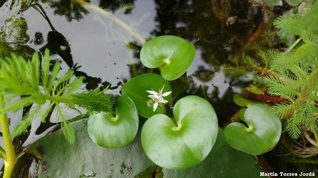 Camalote (Heteranthera reniformis)