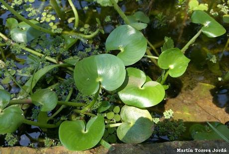 Camalote (Heteranthera reniformis)