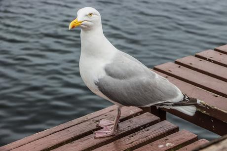 Portree Escocia. Isla de Skye