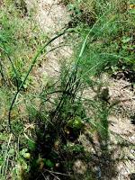 Lubina con cebolla al hinojo Lubina con cebolla al hinojo