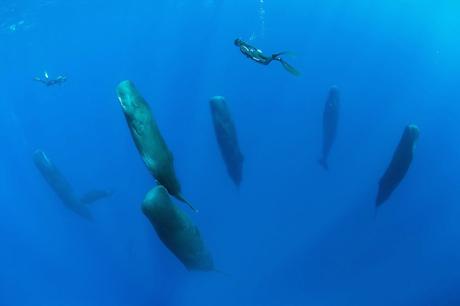 Fotógrafo capta la inusual forma de dormir de los cachalotes