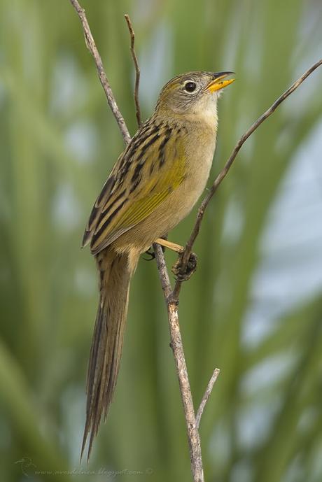 Coludo chico (Lesser-grass Finch) Emberizoides ypiranganus