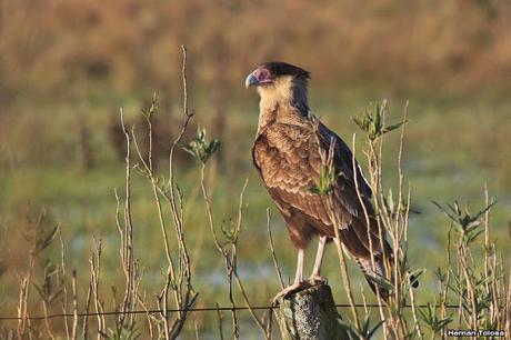 Rapaces de invierno