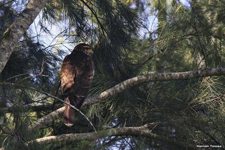 Rapaces de invierno