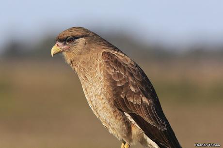 Rapaces de invierno