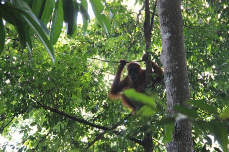 INDONESIA PARTE II: SUMATRA, EN BUSCA DE LOS ORANGUTANES