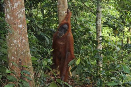 INDONESIA PARTE II: SUMATRA, EN BUSCA DE LOS ORANGUTANES