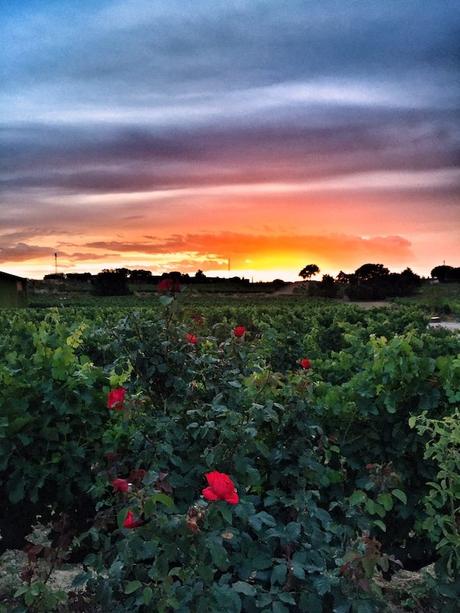 noches de estrellas bodegas torres