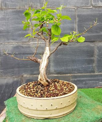 2 semanas después del defoliado