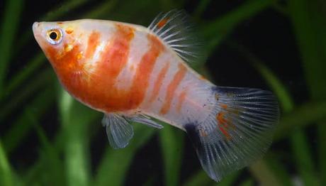 Peces Platy – Características, Variedades Y Cuidados