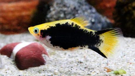 Peces Platy – Características, Variedades Y Cuidados