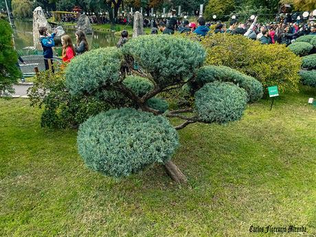 Visita al Jardin Japones chicos entre las plantas.