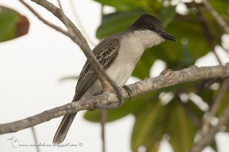 Pitirre Guatíbere (Loggerhead Kingbird) Tyrannus caudifasciatus (d´Orbigny, 1839)