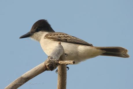 Pitirre Guatíbere (Loggerhead Kingbird) Tyrannus caudifasciatus (d´Orbigny, 1839)