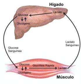 La importancia de los hidratos de carbono en el ejercicio