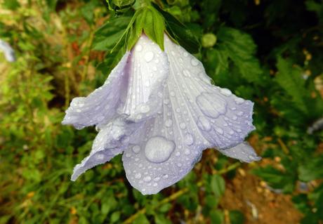 Unas gotas de lluvia…