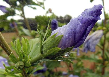 Unas gotas de lluvia…