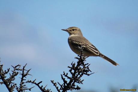 Gaucho chico (Agriornis murinus)