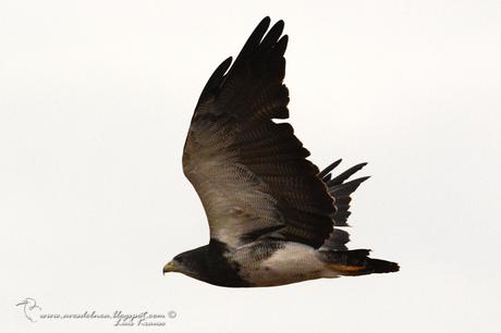 Águila mora (Black-chested Buzzard-Eagle) Geranoaetus melanoleucus