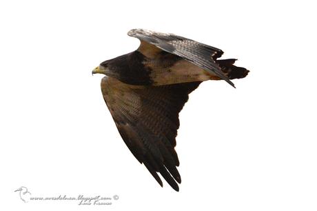 Águila mora (Black-chested Buzzard-Eagle) Geranoaetus melanoleucus