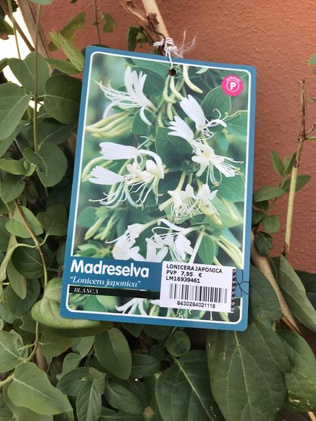 Madreselva Madreselva