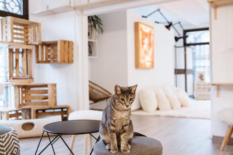 SUARA_store cat foundation barcelona