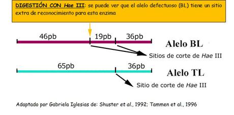 Actividad de aprendizaje de Marcadores Moleculares: Detección de un defecto genético en bovinos mediante pruebas de ADN