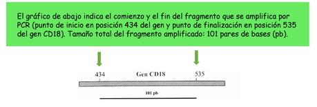 Actividad de aprendizaje de Marcadores Moleculares: Detección de un defecto genético en bovinos mediante pruebas de ADN