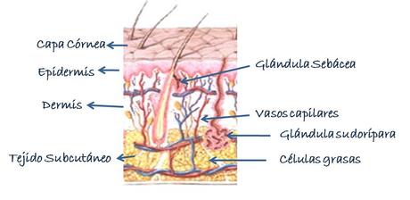 La piel del contorno de los ojos es 10 veces más fina que este ejemplo En busca del contorno de ojos ideal