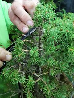 Bosque de Piceas : aguja vieja