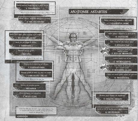 Sobre los nuevos órganos de los Primaris Sobre los nuevos órganos de los Primaris