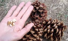 Soñar con piñones: ¿Qué simboliza oníricamente este fruto seco? Soñar con piñones: ¿Qué simboliza oníricamente este fruto seco?