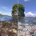 Chasing Coral ya está disponible en NETFLIX y no te lo puedes perder Chasing Coral ya está disponible en NETFLIX y no te lo puedes perder