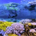Chasing Coral ya está disponible en NETFLIX y no te lo puedes perder Chasing Coral ya está disponible en NETFLIX y no te lo puedes perder
