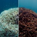 Chasing Coral ya está disponible en NETFLIX y no te lo puedes perder Chasing Coral ya está disponible en NETFLIX y no te lo puedes perder