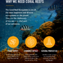 Chasing Coral ya está disponible en NETFLIX y no te lo puedes perder Chasing Coral ya está disponible en NETFLIX y no te lo puedes perder