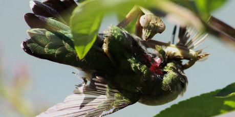 Las mantis religiosas están matando pájaros y comiendo sus cerebros en todo el mundo