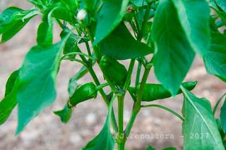 La tristeza del pimiento, algunas perturbaciones de ultratumba y otras tristes curiosidades. La tristeza del pimiento, algunas perturbaciones de ultratumba y otras tristes curiosidades.