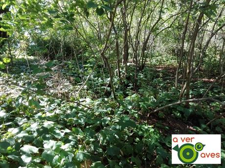Y nos llovió (en pleno verano) en una ruta de Aver Aves Y nos llovió (en pleno verano) en una ruta de Aver Aves