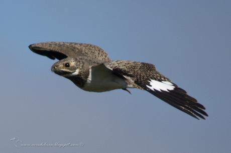 Ñacundá (Nacunda Nighthawk) Chordeiles nacunda