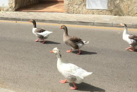 REPETIMOS VACACIONES EN MALLORCA CON NIÑOS REPETIMOS VACACIONES EN MALLORCA CON NIÑOS