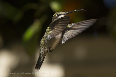 Picaflor de barbijo (Blue-tufted Starthroat) Heliomaster furcifer