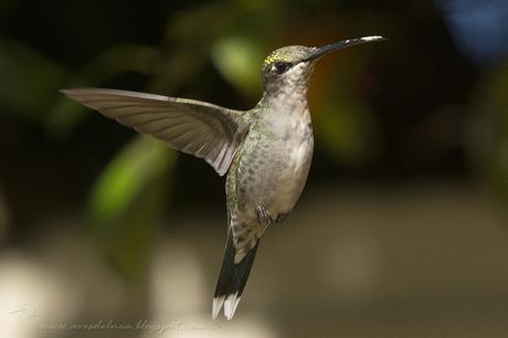 Picaflor de barbijo (Blue-tufted Starthroat) Heliomaster furcifer