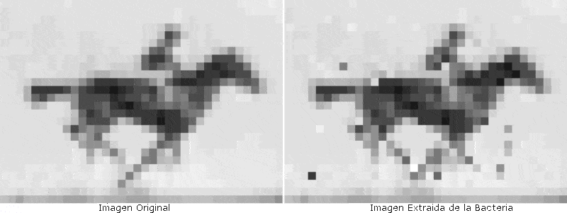 Usan bacterias como disco duro biológico gracias a CRISPR/Cas9 Usan bacterias como disco duro biológico gracias a CRISPR/Cas9