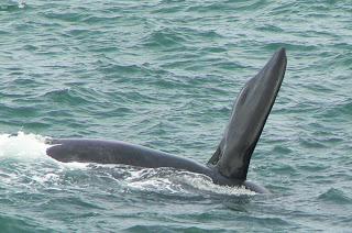 SUDÁFRICA (3) - Megalodón, ¿surca todavía nuestros mares? SUDÁFRICA (3) - Megalodón, ¿surca todavía nuestros mares?
