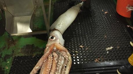 Segundo calamar gigante del año atrapado en la costa de Irlanda It is the second giant squid to be brought ashore by the same trawler in the last two months