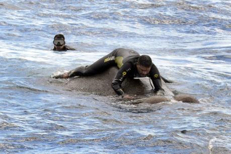 Elefante es rescatado en alta mar después de ser arrastrado por una fuerte corriente