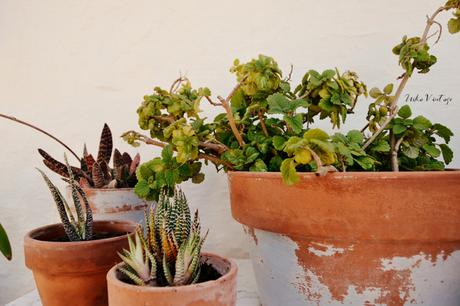 CÓMO PONER BONITO UN RINCÓN DE EXTERIOR CON PLANTAS CÓMO PONER BONITO UN RINCÓN DE EXTERIOR CON PLANTAS